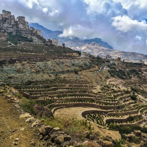 Yemen Coffees: Variations on the World’s Oldest Cup
