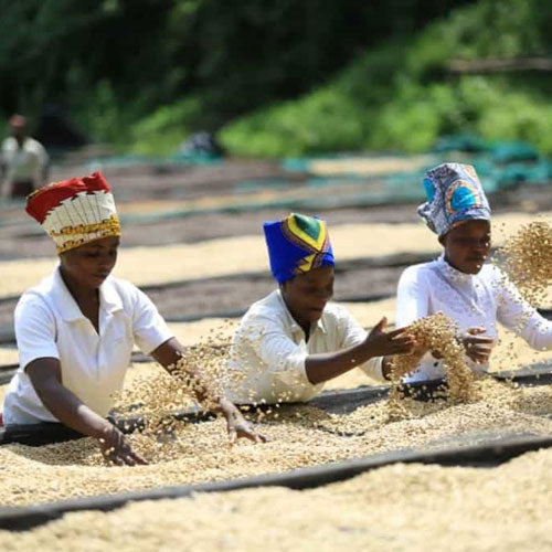 African Great Lakes Coffees: Quality in the Face of Adversity