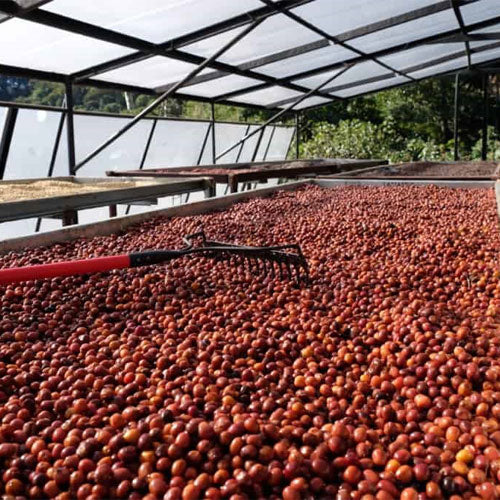 Fun with Ferment: Anaerobically Processed Coffees
